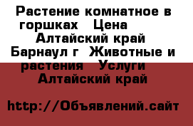 Растение комнатное в горшках › Цена ­ 300 - Алтайский край, Барнаул г. Животные и растения » Услуги   . Алтайский край